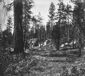 686. Scene in the Forest near Lake Tahoe.